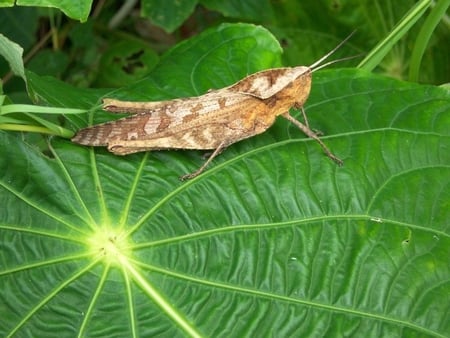 Grass-Hopper - grass-hopper, on leaf, picture, cool