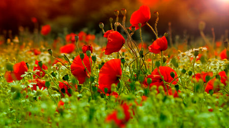 Poppies Field - beauty, peaceful, field of poppies, flowers field, spring, pretty, green, grass, red flowers, blooms, poppies field, gardens, lovely, nature, red, beautiful, splendor, flowers, colors, poppies, poppy