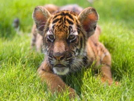 Baby Tiger - wildlife, animals, tiger, baby