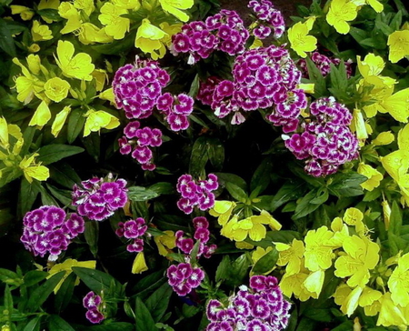 TURKISH CARNATIONS - flowers, purple, carnations, green