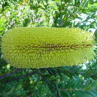 YELLOW BANKSIA FLOWER