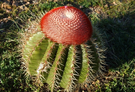 Cactus Flower - flower, cactus, picture, beautiful