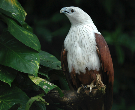 The_Eagle - animal, hawk, eagle, bird