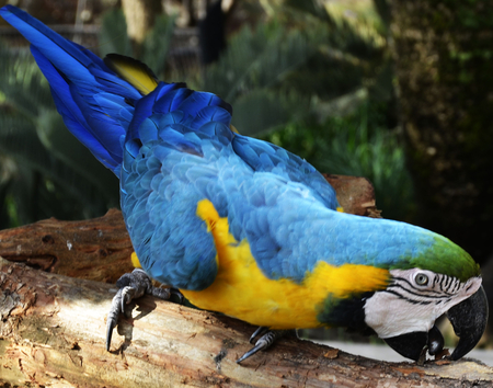 blue macaw  - feathers, beak, parrot, bark