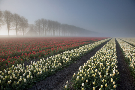 Netherlands - morning, fields, nature, trees, fogs, tulips, flowers