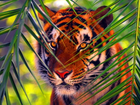 Hypnotic eyes - animal, jungle, eyes, hypnotic, tiger, cat, big cat