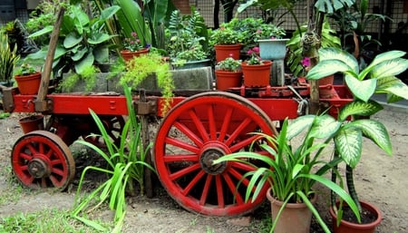 Retired ox cart - potted plants, ornamental plant, red, green