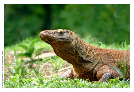 The-prehistoric-Komodo-Dragons-at-the-Ragunan-Zoo - komodo, animal, indonesian, zoo