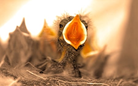 Soooo hungry. - cute, birds, nature, animals