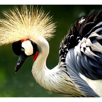 Crowned-crane--Bird-Park--Taman-Mini