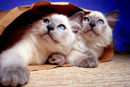 Blue Eyes - eyes, cats, kitten, animals