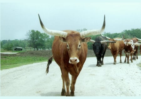 Cow With Big Horns - bangladesh, horn, cows, cow, cow with big horns, big cow