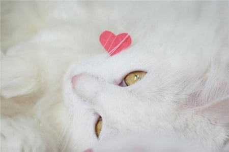 ♥Hug Me♥ - white cat, heart, love, sweet, cat, white, breathtaking, cute, adorable, kitty