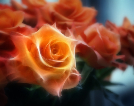 Magic roses - roses, magic, beautiful, orange roses, beaty