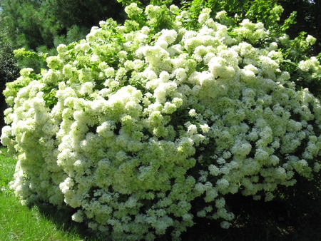 snowball shrub - nature, flowers, shrubs, trees