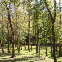 Meadow of Trees