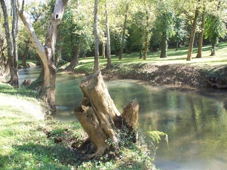 Stream in the Forest - stream, trees, forest, water