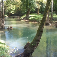 Stream among the Trees