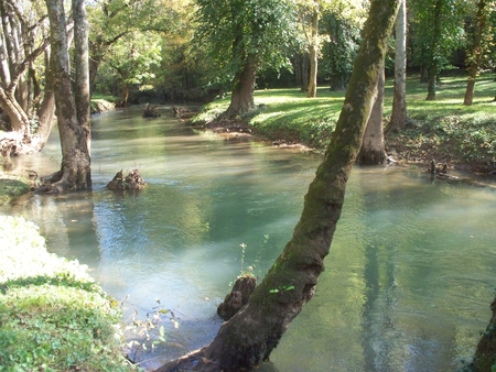 Stream among the Trees - trees, forest, water, summer