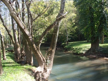 Late Summer in the Woods - trees, forest, water, summer