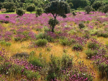 Purple Wild Flower - field, flower, purple, tree