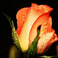 Orange Rose