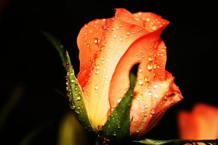 Orange Rose - love romance, nature, rose orange, dewdrops, petals