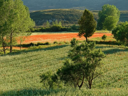 Wild Fields - field, hill, trees, green