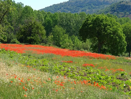 Blanket of Poppies - flowers, sky, trees, green