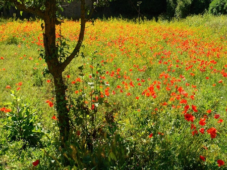 Red Poppies - stems, poppies, flower, tree