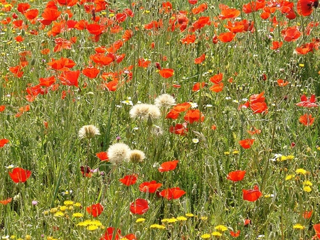 All Over the Place - flowers, red, stems, poppies