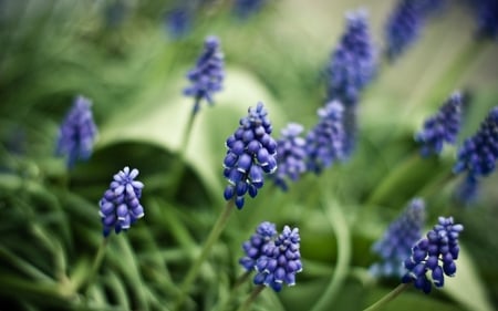 Beautiful Bluebells - flowers, pretty, bluebells, nature, beautiful, fields, photography, floral