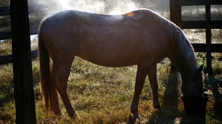 Feeding Time - amazing, special, beautiful, majestic, photoshop, beauty, horse, free, spirited, animal, gorgeous