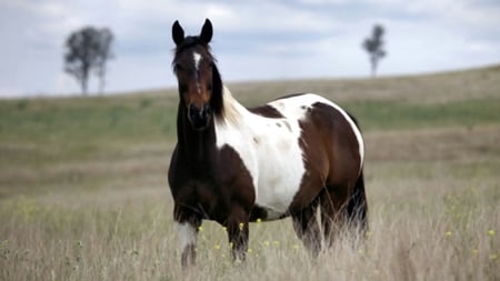 Beautiful Horse - special, beauty, majestic, gorgeous, free, amazing, horse, photoshop, beautiful, spirited, animal