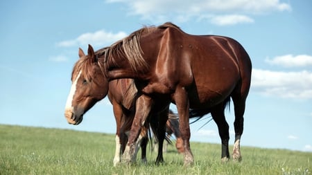 Horses - amazing, special, beautiful, majestic, photoshop, beauty, horse, free, spirited, animal, gorgeous