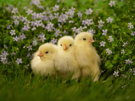 Baby chickens. - chick, grass, chicken, flower