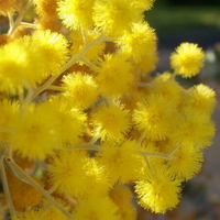 GOLDEN WATTLE