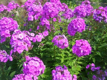 PHLOX FLOWERS - phlox, purple, pretty, plant