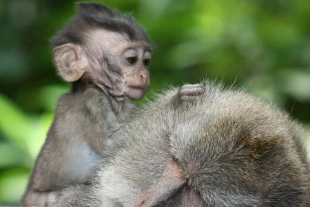 CRAB EATING MACAQUE MONKEYS - baby, mum, crab, eating