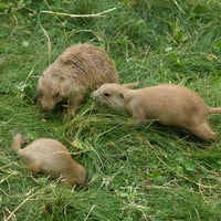 PRAIRIE DOGS