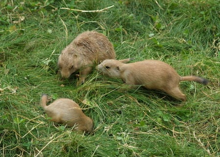 PRAIRIE DOGS - three, dogs, prairie, grass