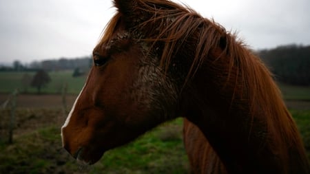 Profile of Beauty - beauty, special, profile, majestic, gorgeous, amazing, free, horse, photoshop, beautiful, spirited, animal