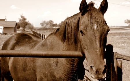 Beautiful Horse - special, beauty, majestic, gorgeous, free, amazing, horse, photoshop, beautiful, spirited, animal