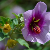 Purple Flower