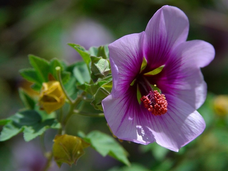 Purple Flower - flower, purple, nature, beauty