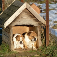 Bulldog Couple