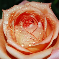 Rainy Rose for Smile of Jacquelinela