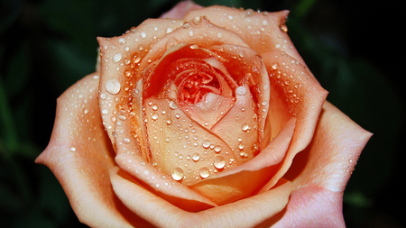 Rainy Rose for Smile of Jacquelinela - beauty, rose, lovely, nature, beautiful, orange, rainy, flower, drops