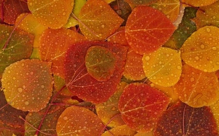 Autumn Rainy Forest Leaves