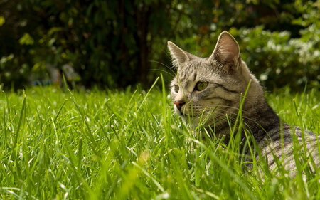 Cat-in-grass - nature, green, grass, cat